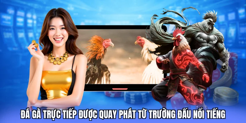 Đá gà trực tiếp được quay phát từ trường đấu nổi tiếng